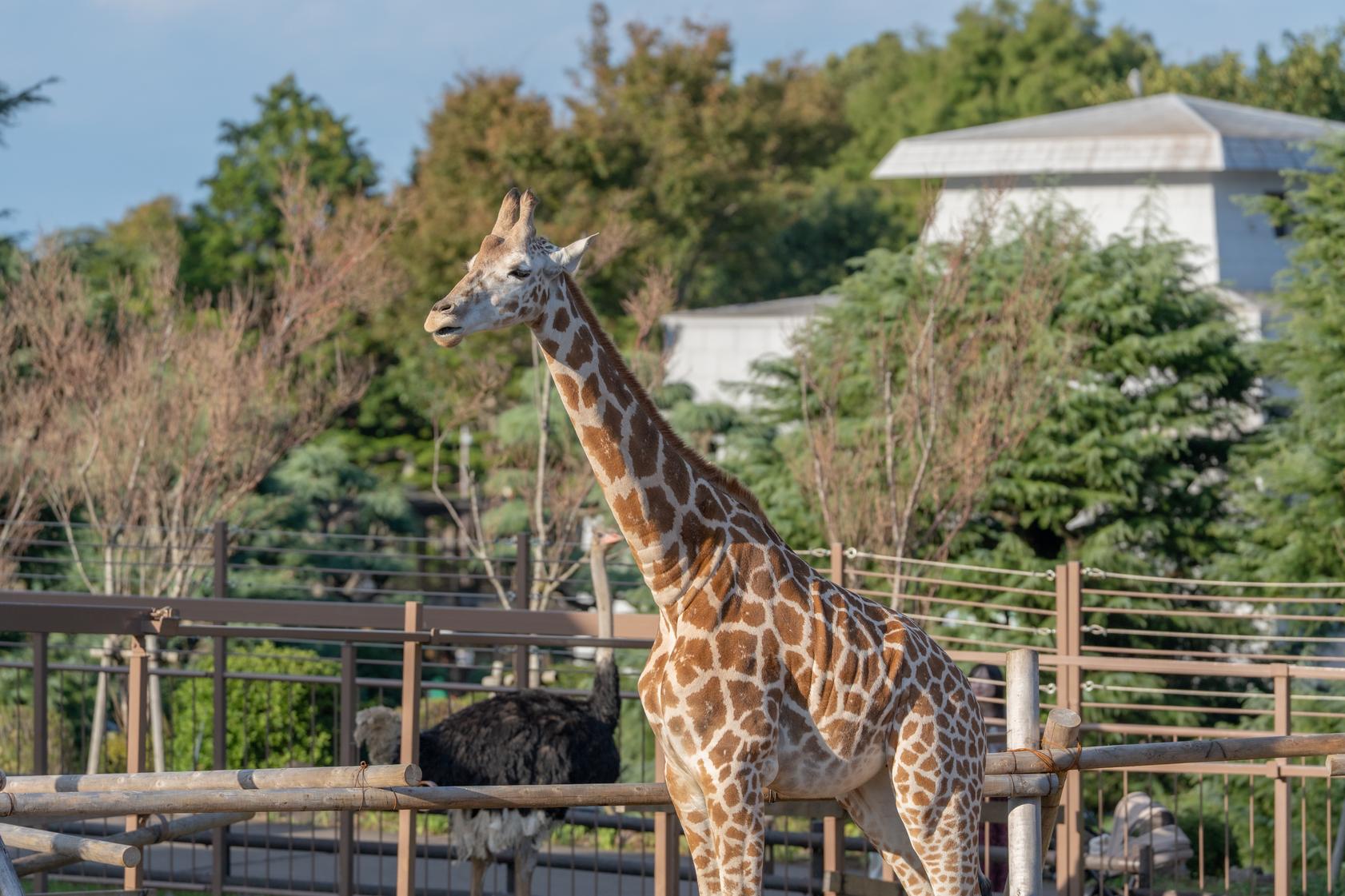 伊豆シャボテン動物公園 | スポット・体験 | 【公式】静岡県観光ガイド