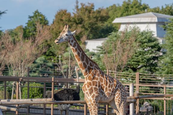 伊豆シャボテン動物公園 | スポット・体験 | 【公式】静岡県観光ガイド