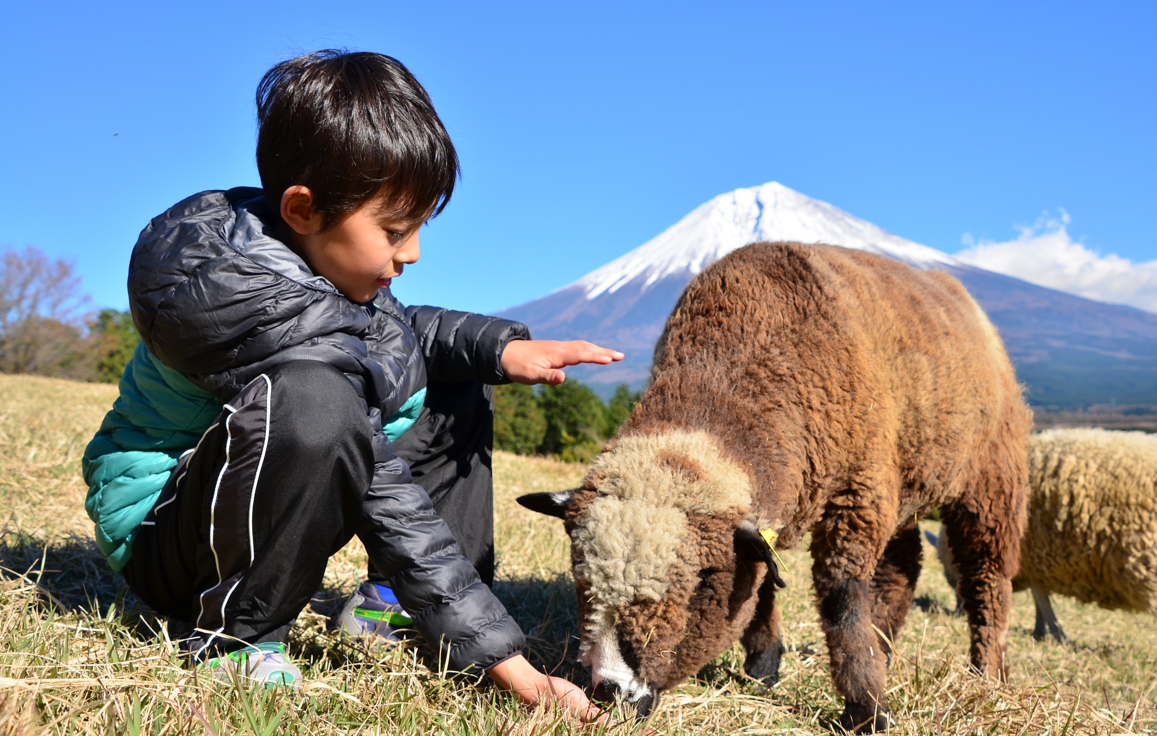 富士山麓朝霧高原 まかいの牧場 | スポット・体験 | 【公式】静岡県
