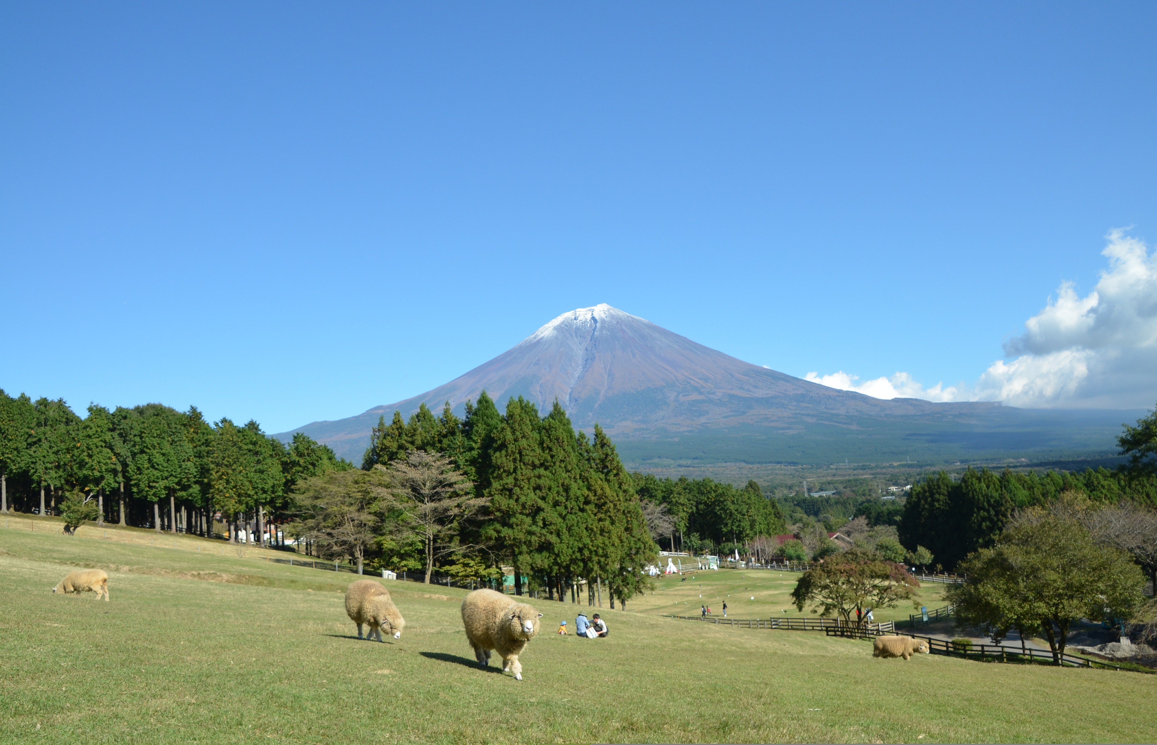 富士山麓朝霧高原 まかいの牧場 | スポット・体験 | 【公式】静岡県